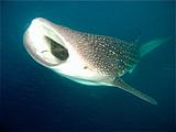 Djibouti - Whale Shark in Djibouti - 12